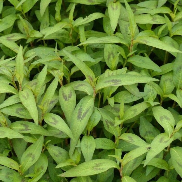 Rau Ram - Coriandre vietnamienne - La serre fantastique